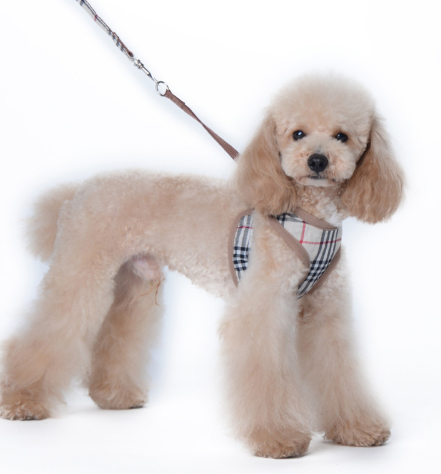 Patterned Harness for Small and Medium Dogs