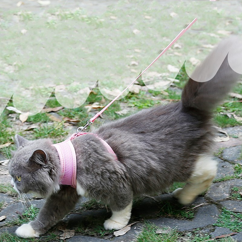 Soft Mesh Cat Harness with 120 cm Leash