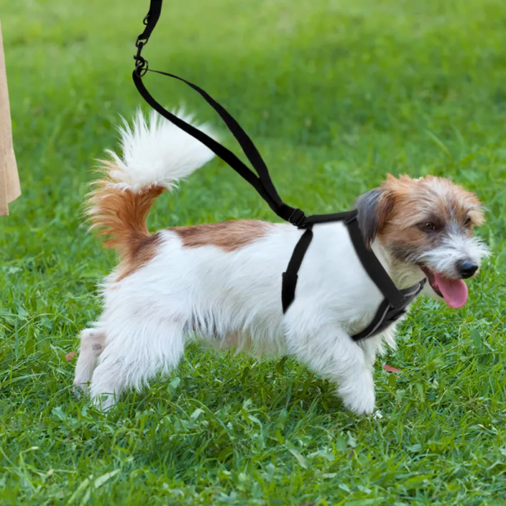 Reflective Front-Clip Dog Harness