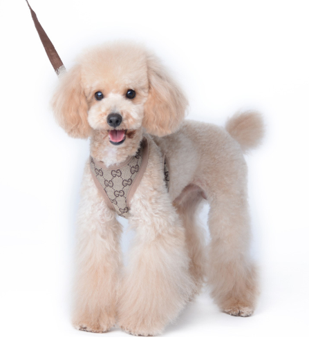 Patterned Harness for Small and Medium Dogs