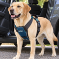 CarSafe Padded Dog Travel Harness – Large — in use