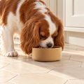 Mason Cash Cane Ceramic Dog Bowl – 15 cm – dog using the bowl in a natural setting