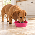 Loving Pets Dolce Luminoso Dog Bowl – Pink, Small – dog using the bowl in a natural setting