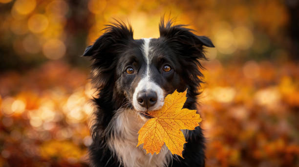 A Border Collie holding a golden autumn leaf